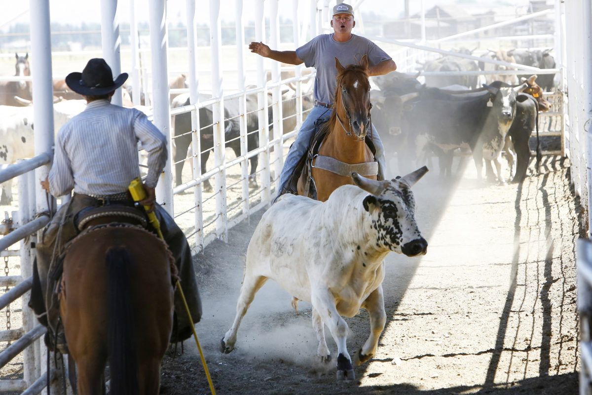 80 Years of Cody Nite Rodeo