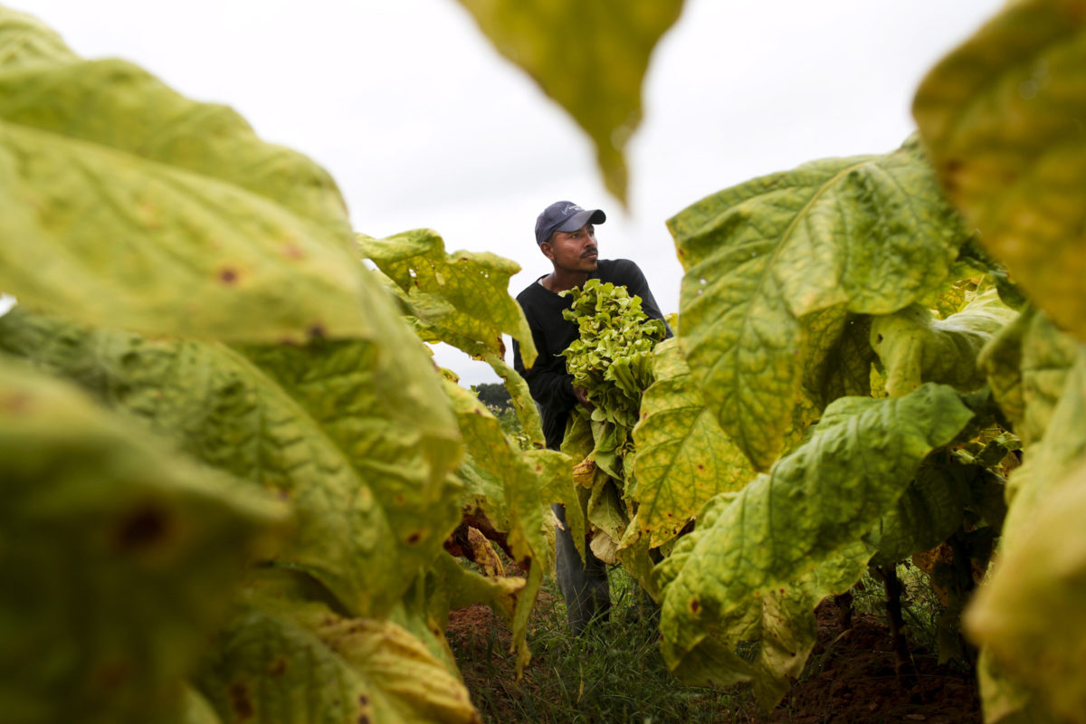 Erica_Yoon_Tobacco_001