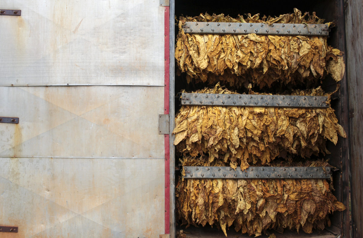 Continuing the tobacco tradition