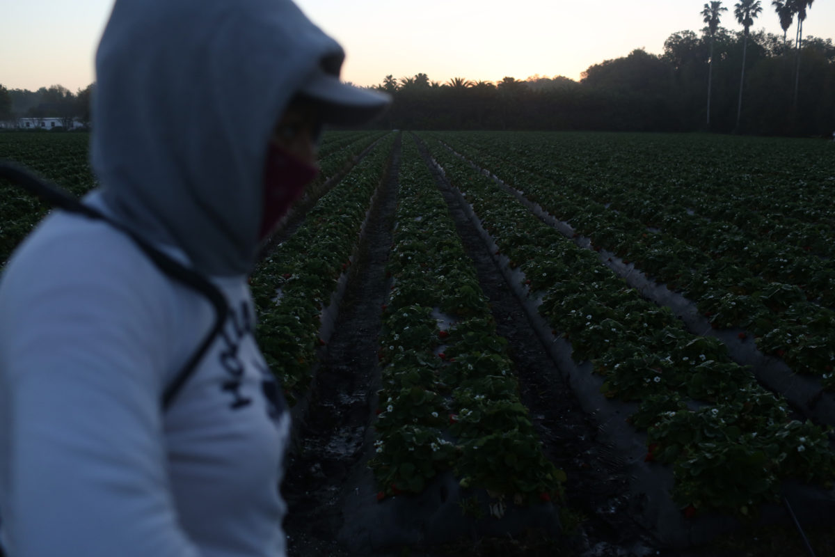 The Real Strawberry Queen